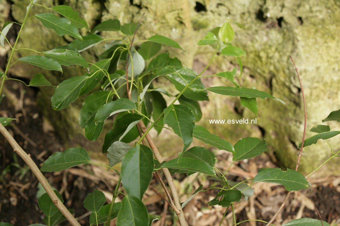 Acer oblongum