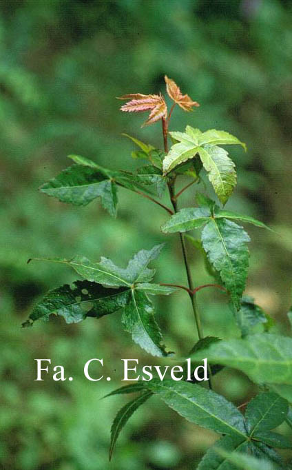 Acer oliverianum ssp. formosanum