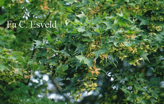 Acer oliverianum