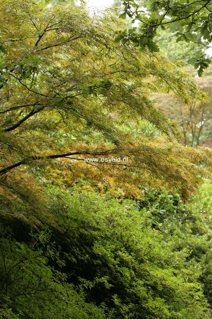 Acer palmatum 'Atrolineare'