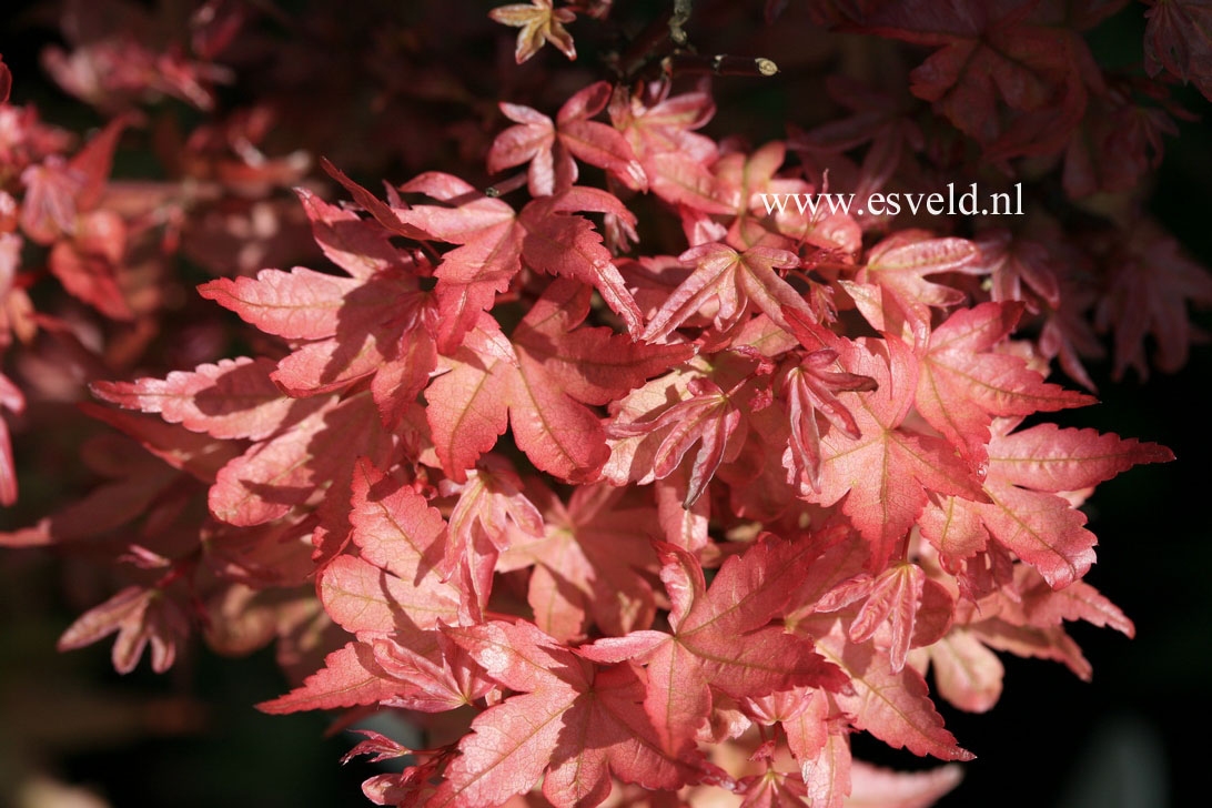 Acer palmatum 'Beni-hime'