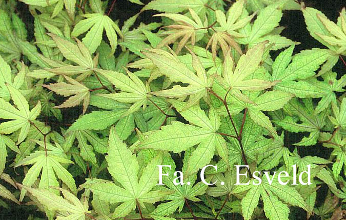 Acer palmatum 'Beni-shigatatsu-sawa'