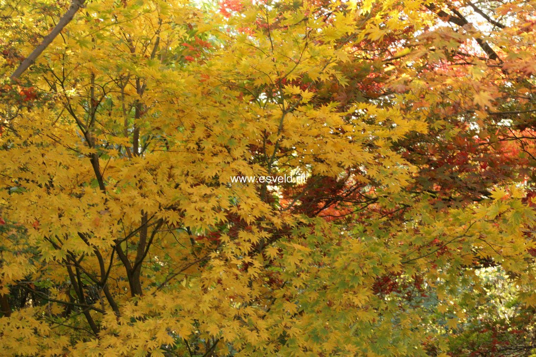 Acer palmatum 'Dissectum Flavescens'