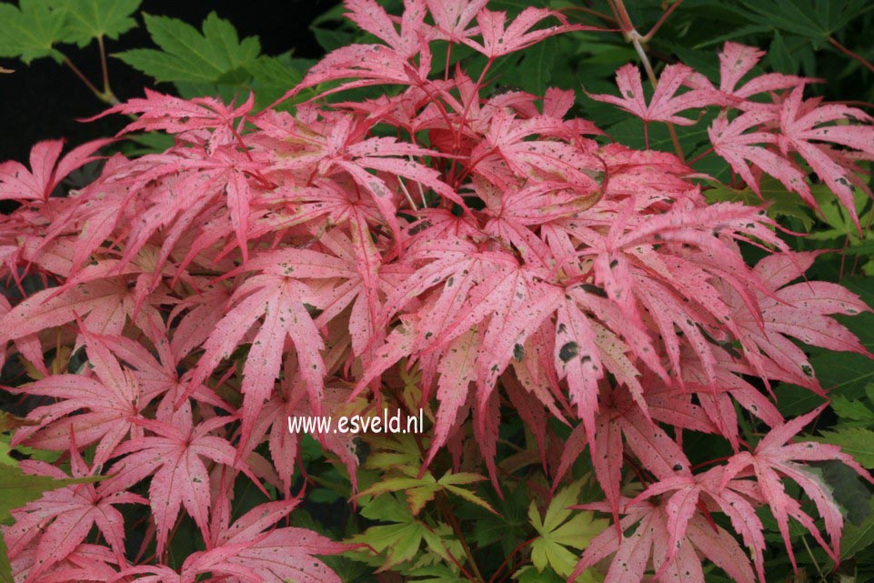 Acer palmatum 'Geisha'
