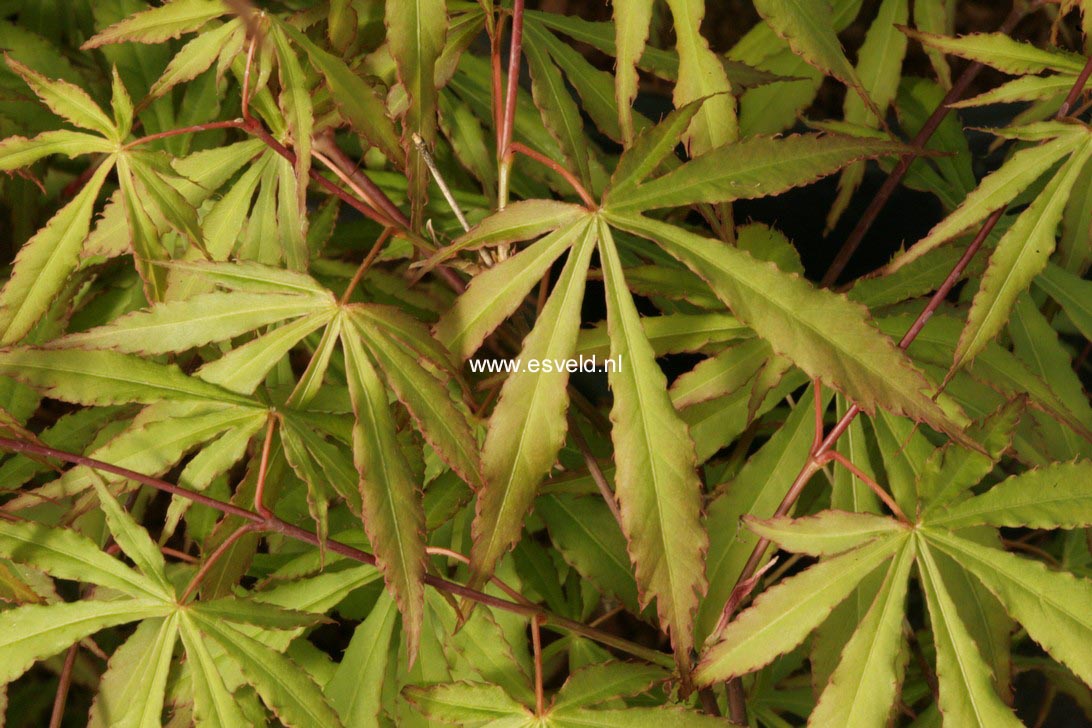 Acer palmatum 'Gentaku'