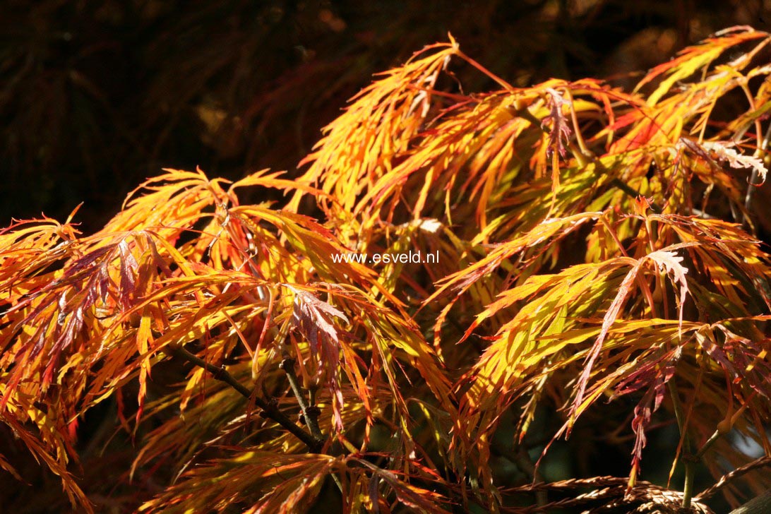 Acer palmatum 'Goshiki-shidare'