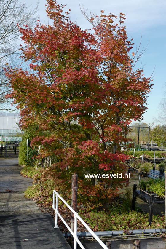 Acer palmatum 'Herbstfeuer'
