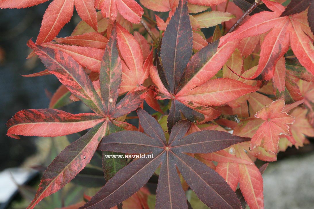 Acer palmatum 'Hinode-nishiki'
