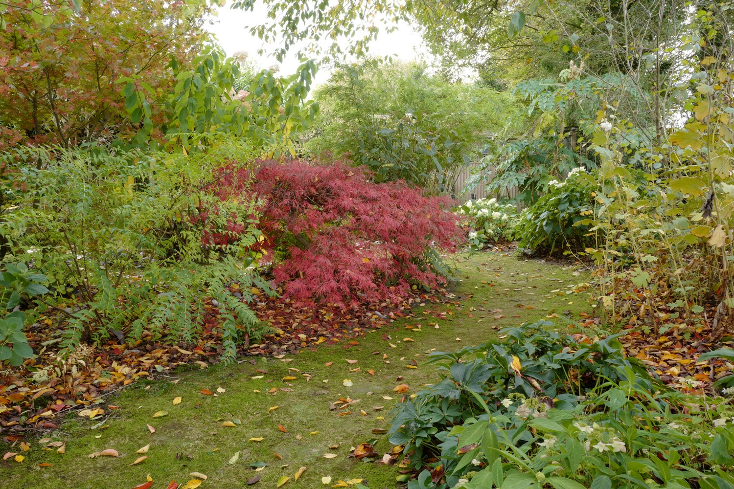 Acer palmatum 'Inaba-shidare'