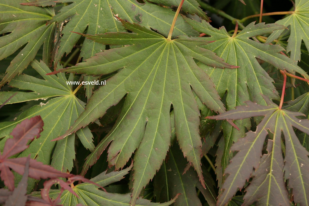 Acer palmatum 'Johin'