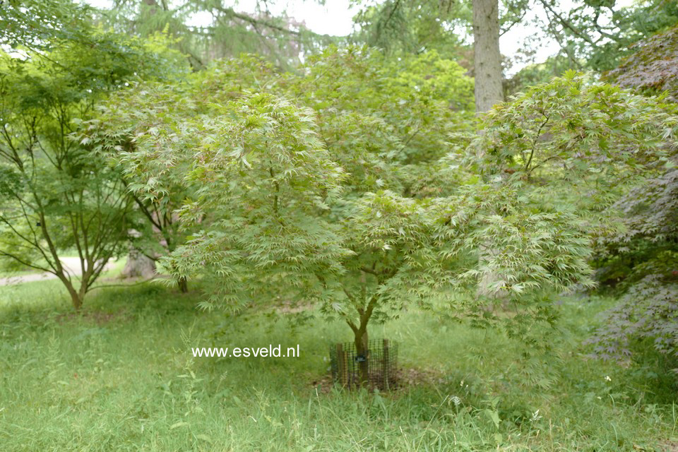 Acer palmatum 'Masu-kagami'