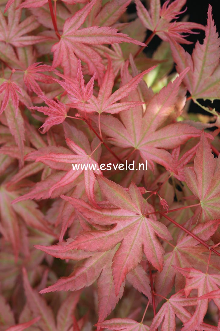 Acer palmatum 'Naniwa-beni'