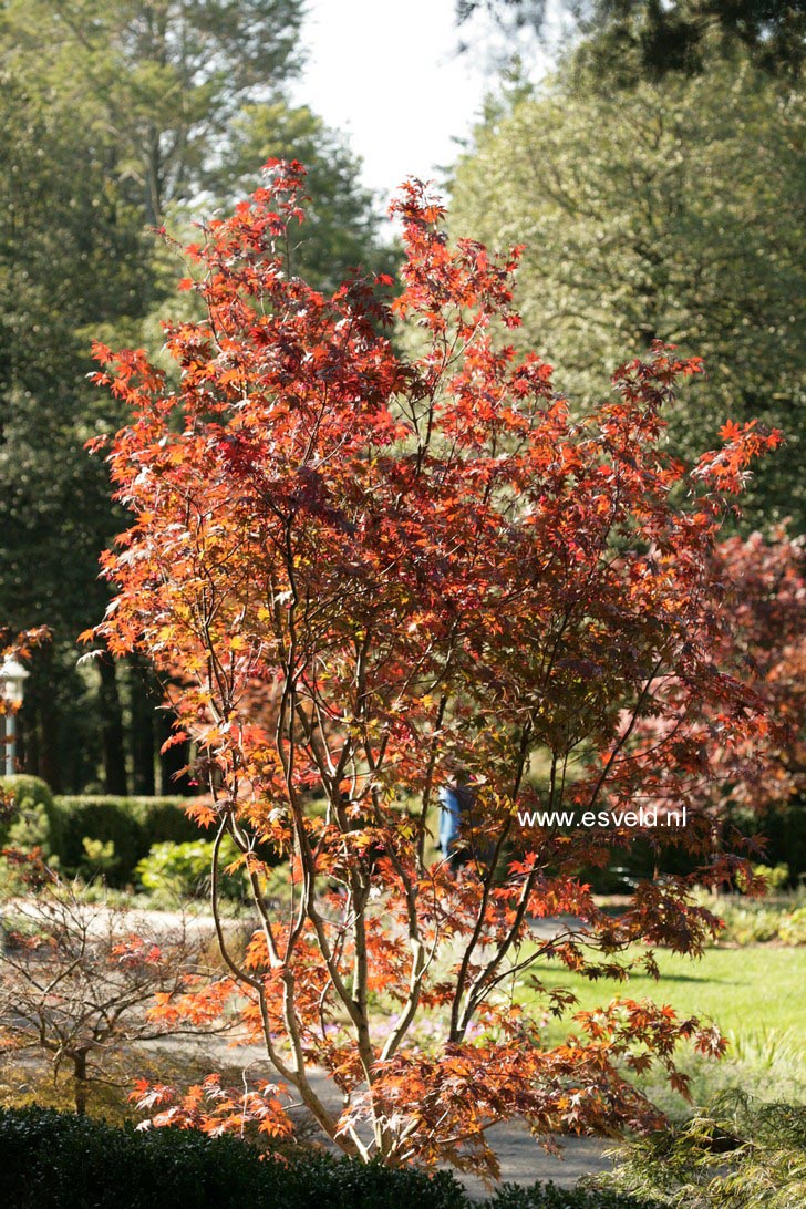 Acer palmatum 'Nure-sagi'