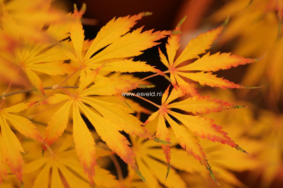 Acer palmatum 'Omura-yama