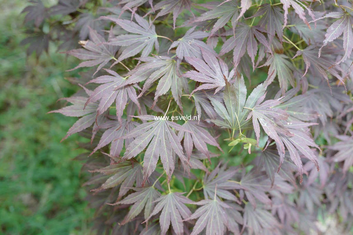 Acer palmatum 'Oshio-beni'