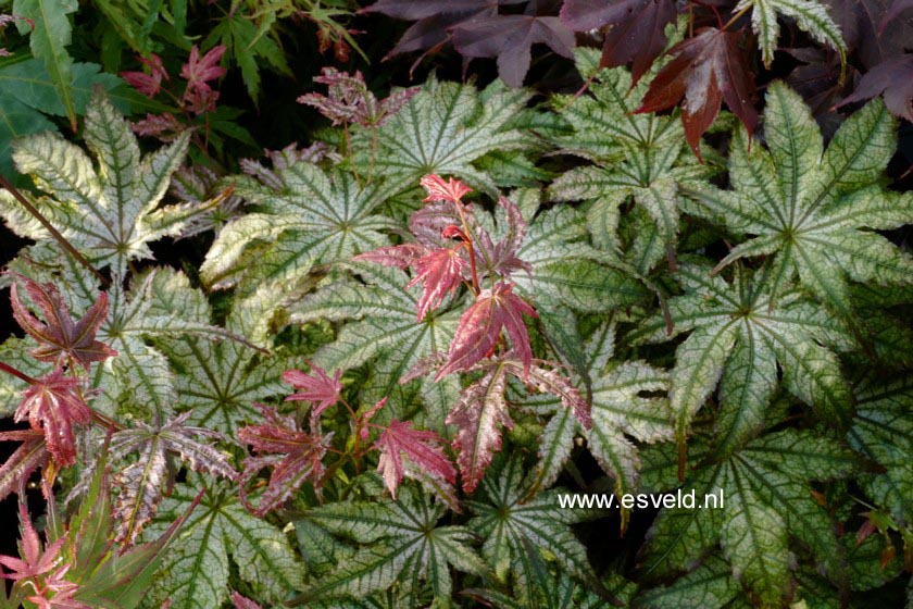 Acer palmatum 'Peaches and Cream'