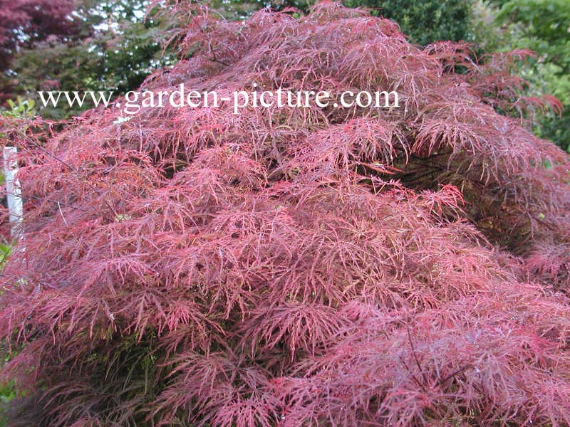 Acer palmatum 'Pink Filigree'