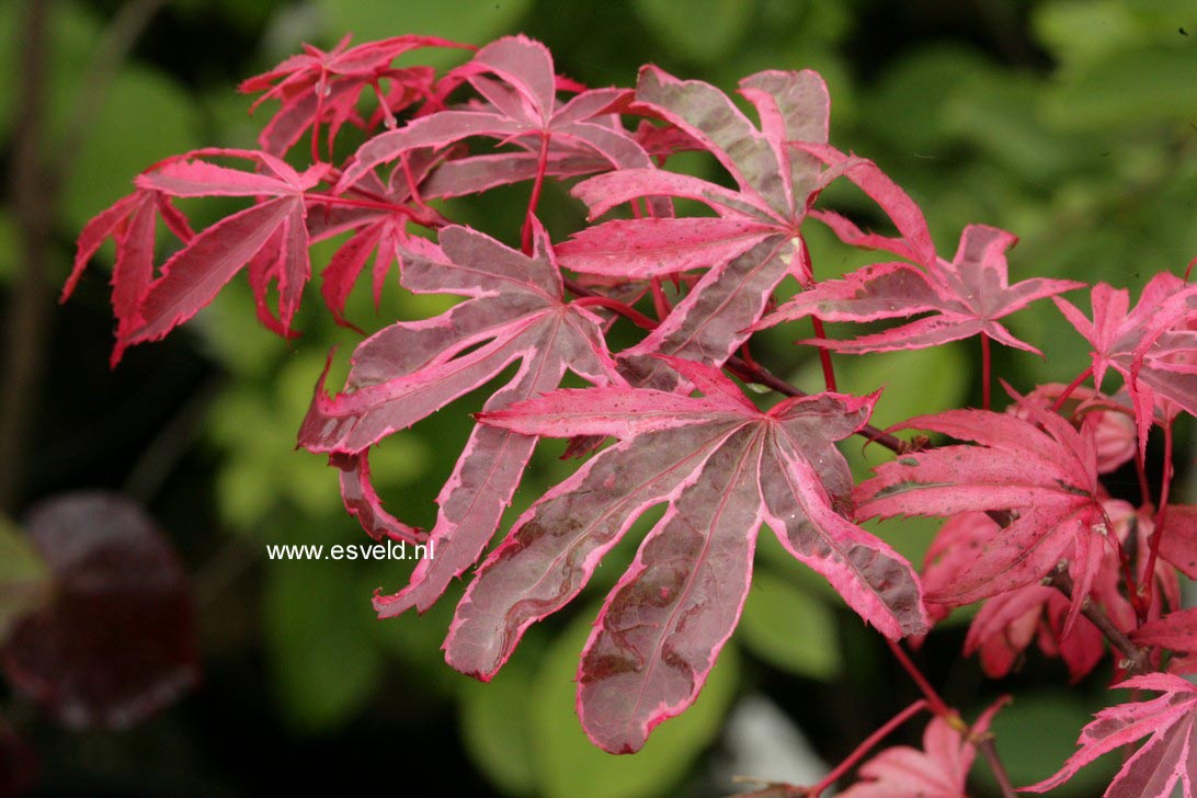 Acer palmatum 'Pink Passion'