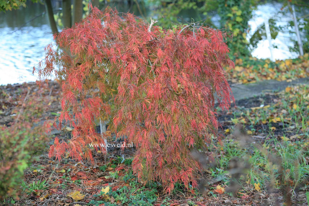 Acer palmatum 'Red Autumn Lace'