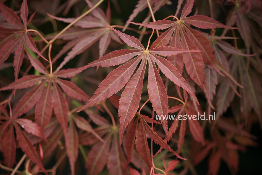 Acer palmatum 'Shinonome'