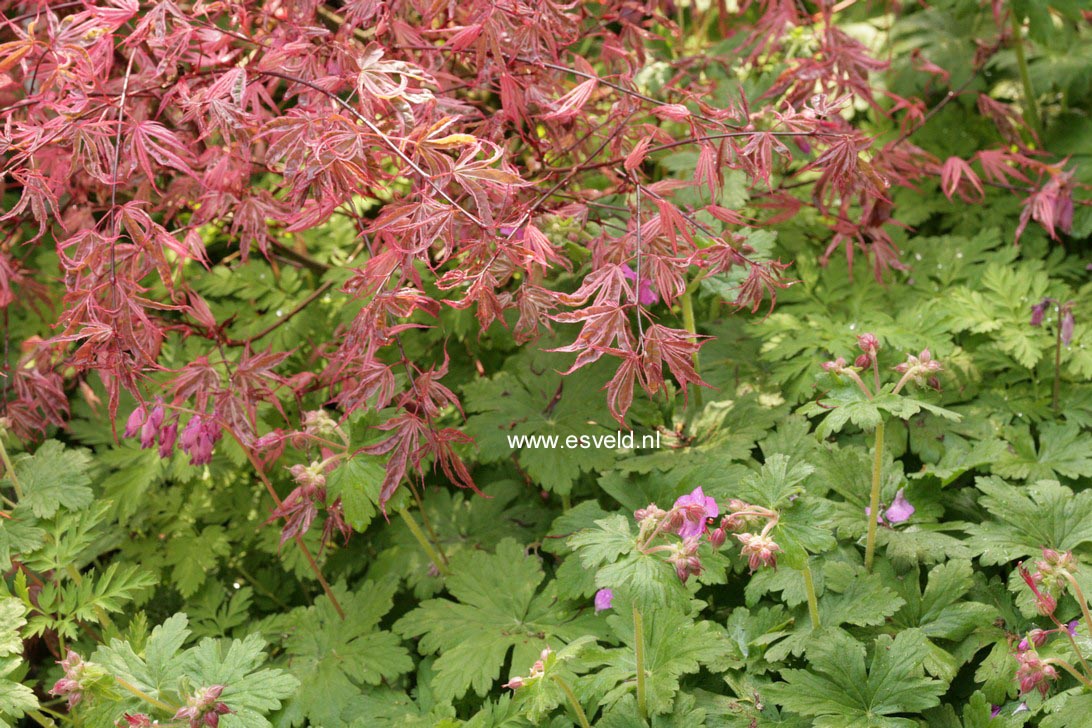 Acer palmatum 'Shirazz'