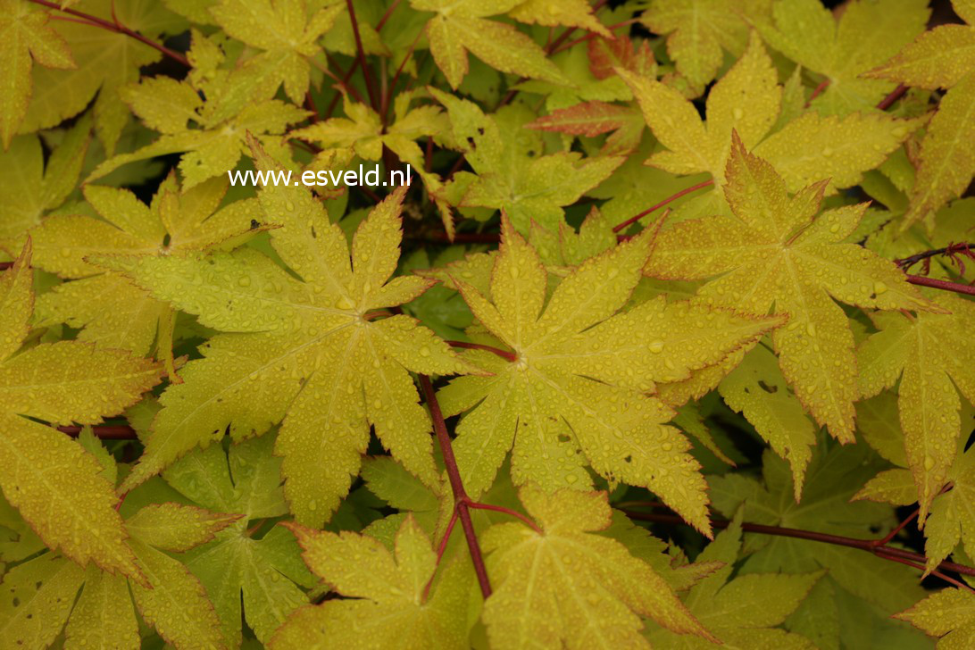 Acer palmatum 'Summer Gold'