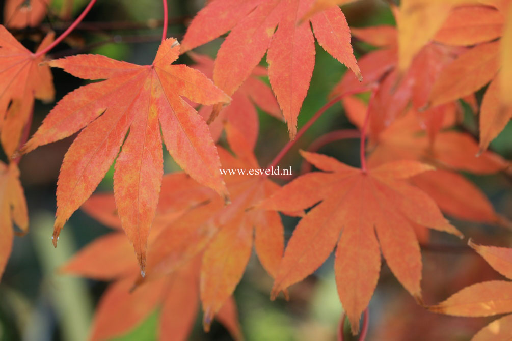 Acer palmatum 'Tsukubane'