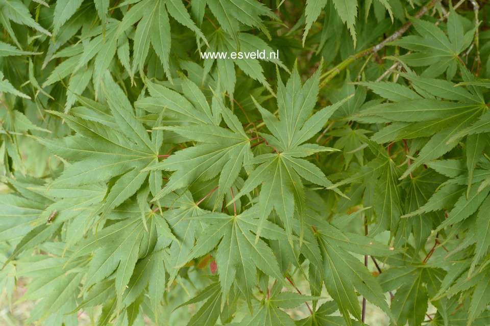 Acer palmatum 'Westonbirt Red'