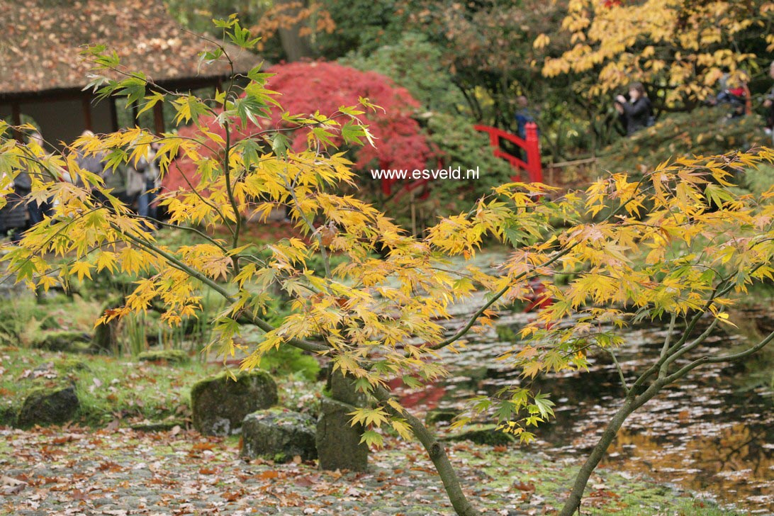 Acer palmatum 'Westonbirt Spreading Star'