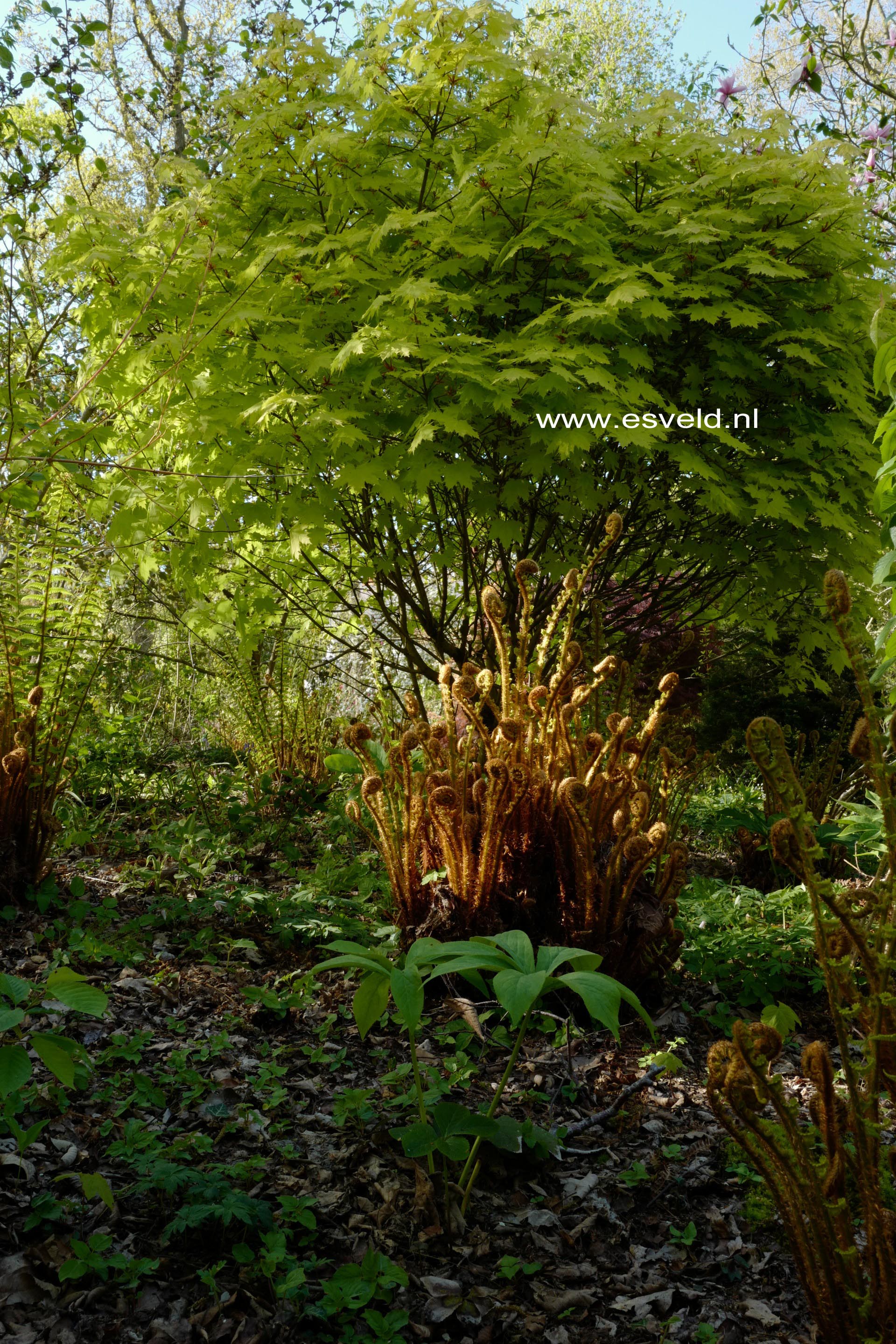 Acer platanoides 'Golden Globe'