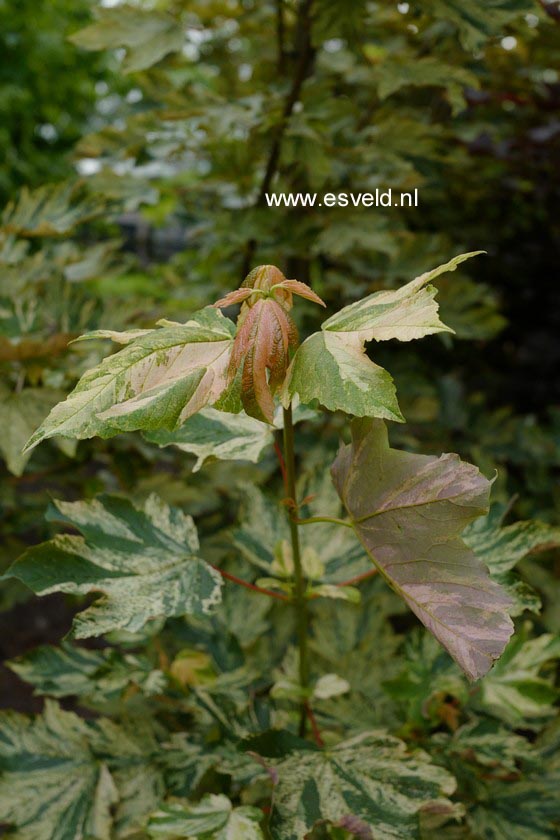 Acer pseudoplatanus 'Prince Camille de Rohan'