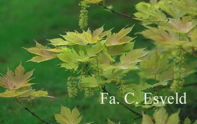 Acer pseudoplatanus 'Prinz Handjery'