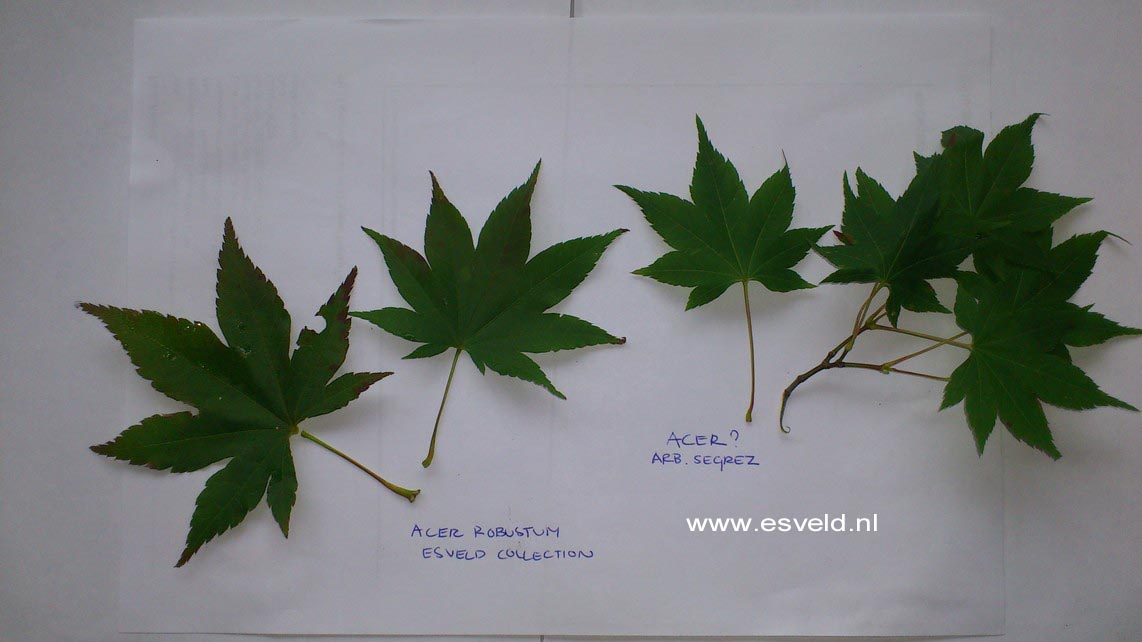 Acer robustum