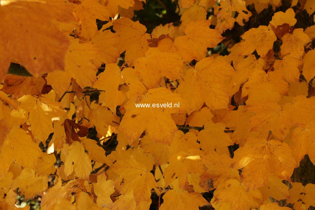 Acer saccharum ssp. nigrum