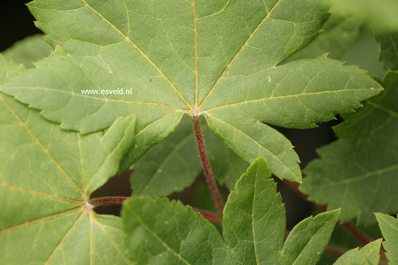 Acer sieboldianum 'Kinu-gasa-yama'