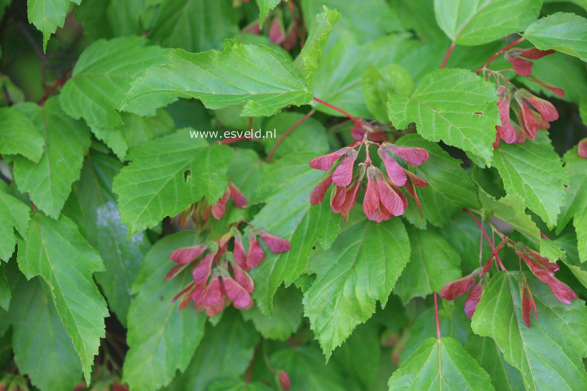 Acer tataricum