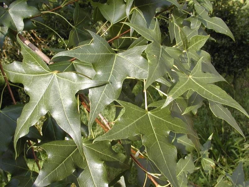 Acer truncatum