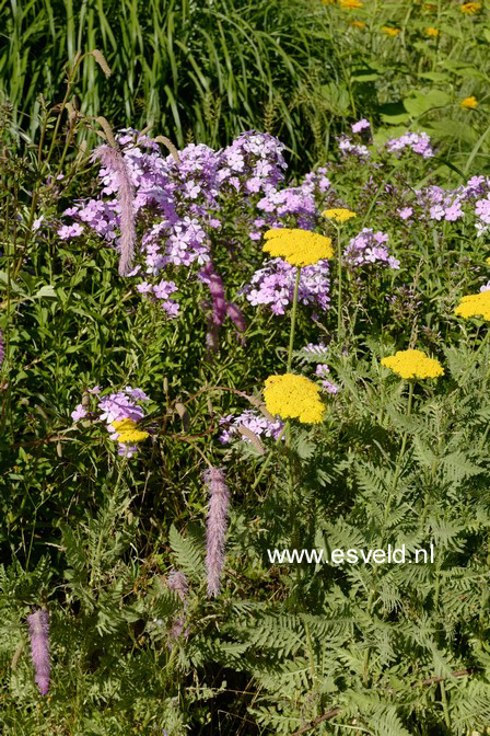 Achillea 'Coronation Gold'
