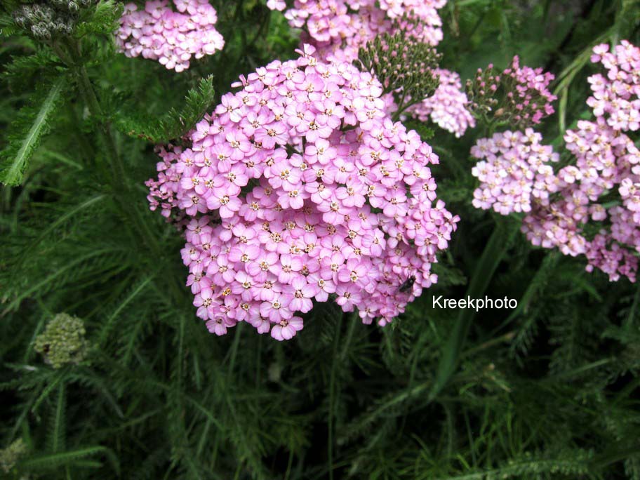 Achillea millefolium