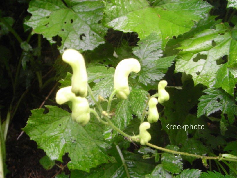Aconitum vulparia