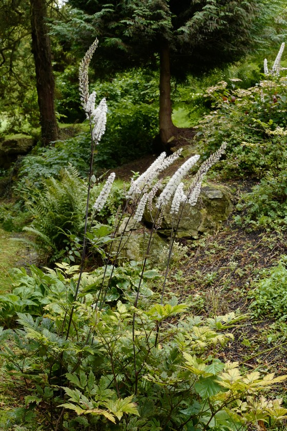 Actaea simplex