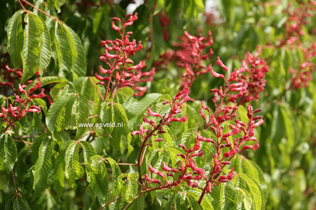 Aesculus pavia 'Atrosanguinea'