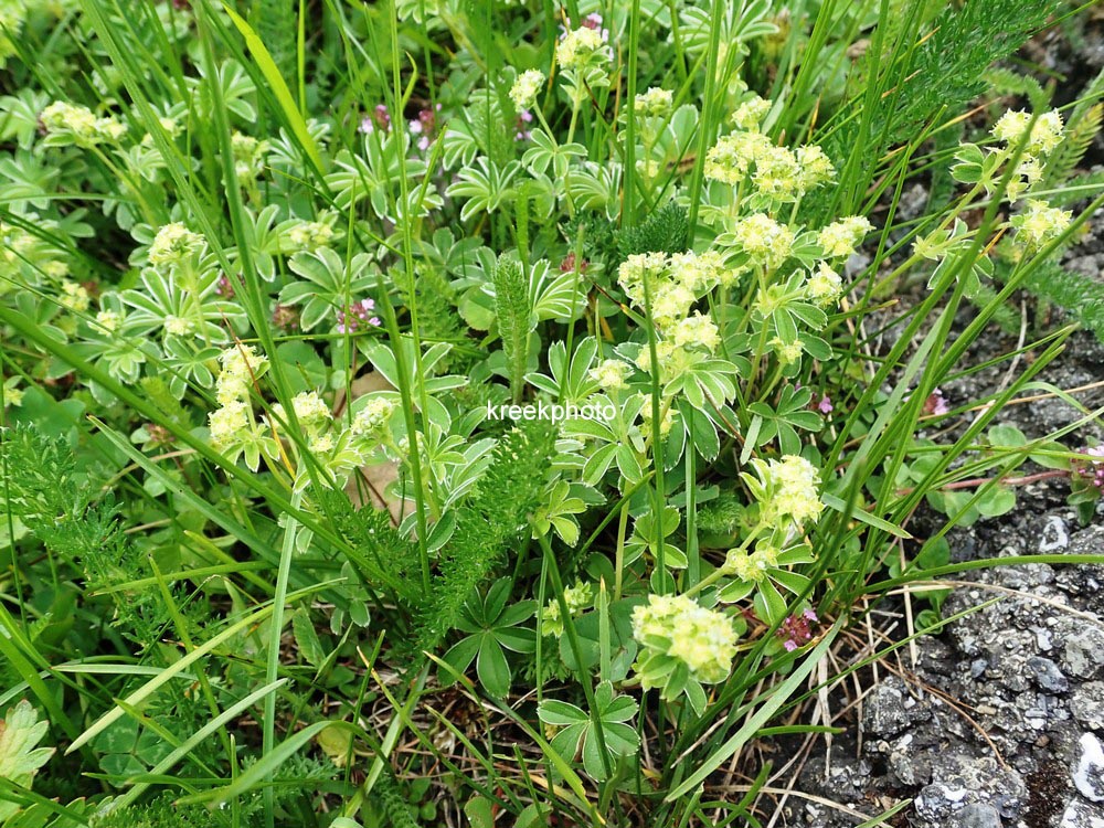 Alchemilla alpina