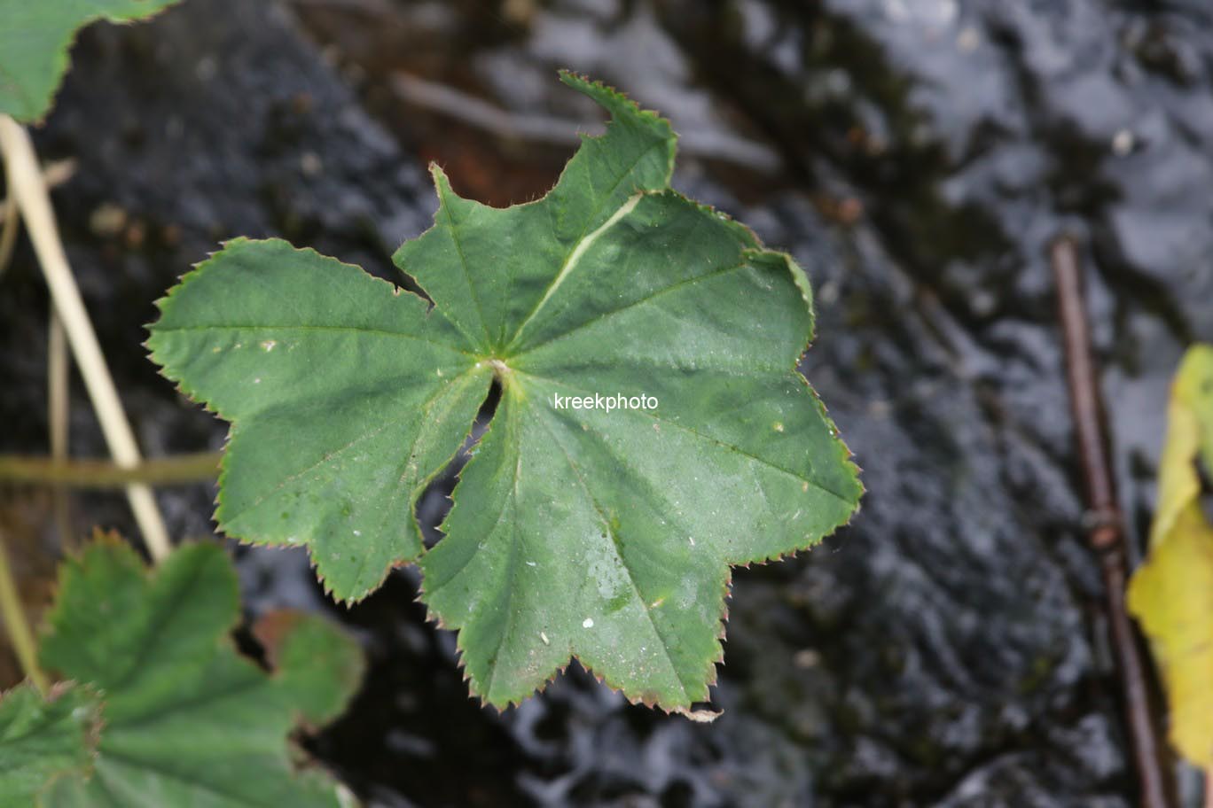 Alchemilla vulgaris