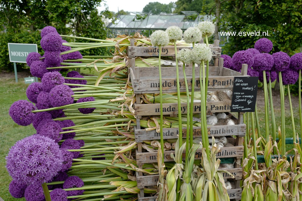 Allium 'Ambassador'