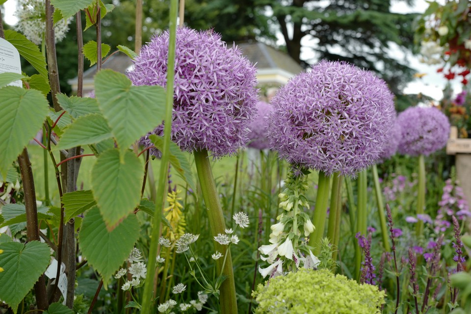 Allium 'Globemaster'
