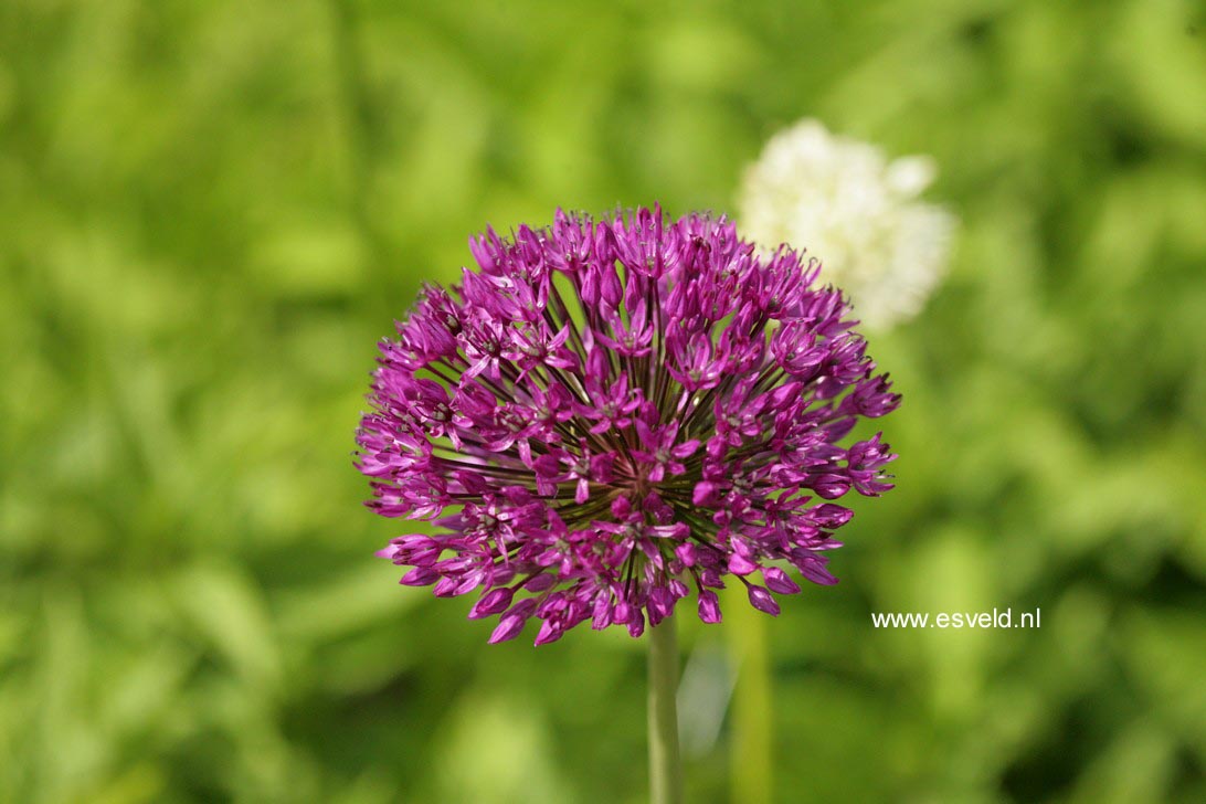 Allium 'Purple Sensation'