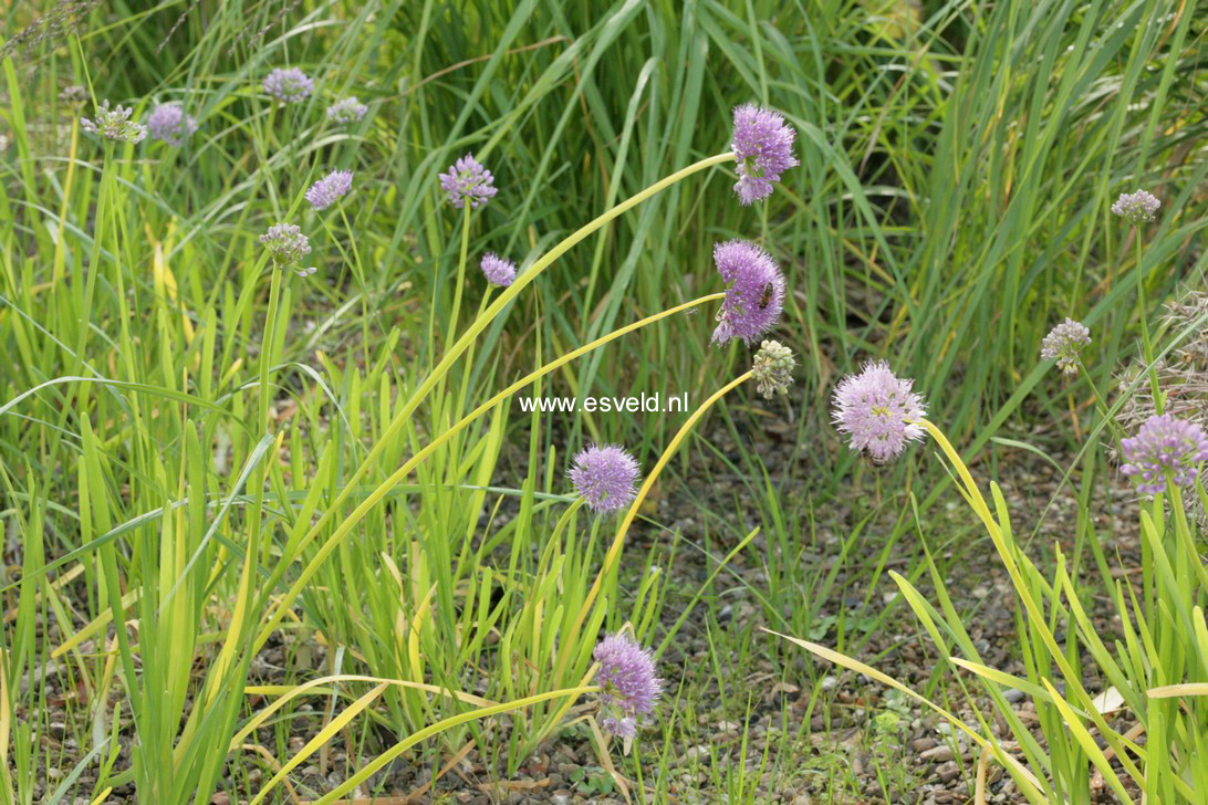 Allium senescens
