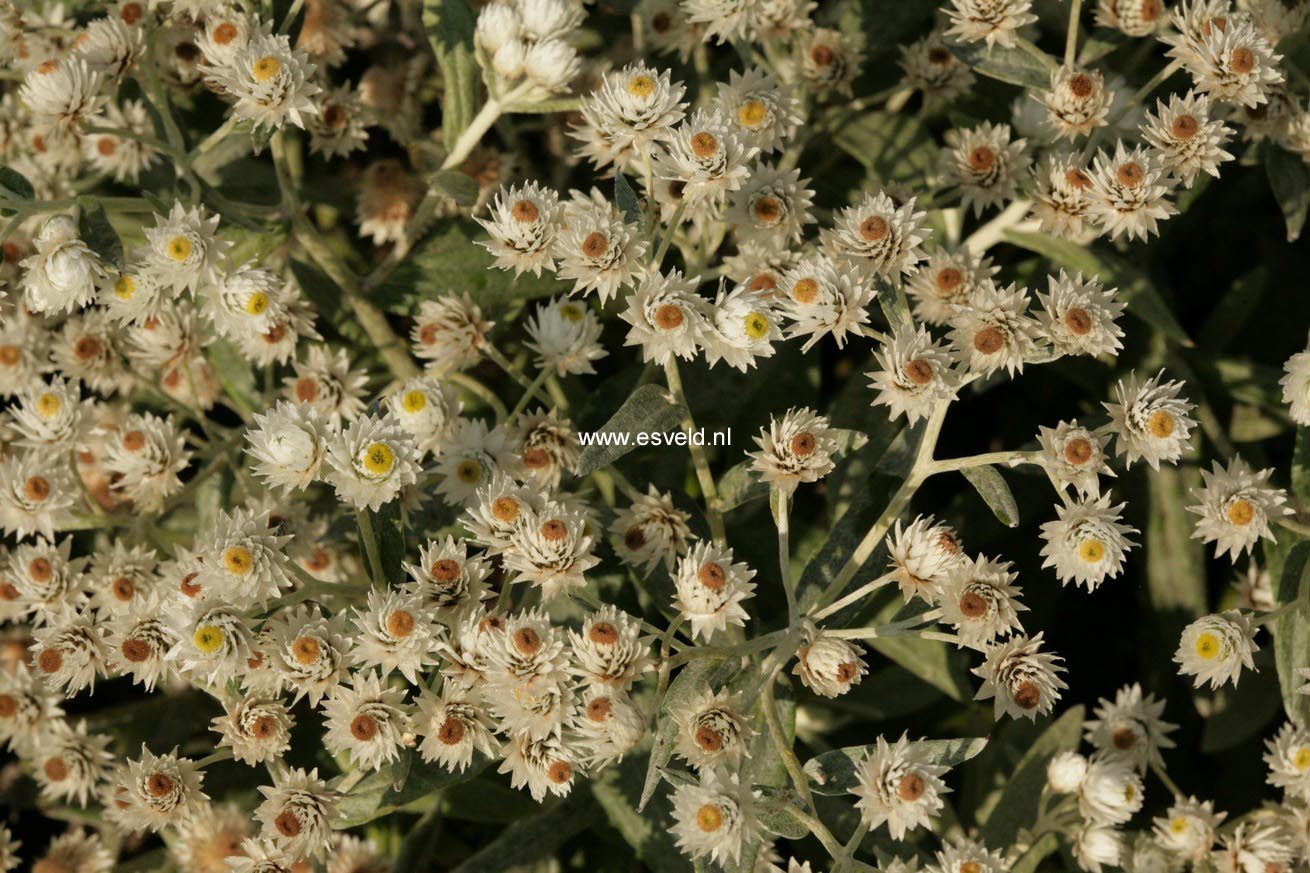 Anaphalis triplinervis 'Sommerschnee'