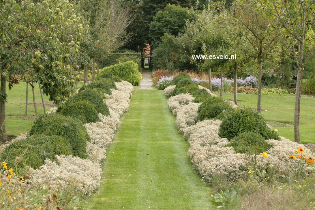 Anaphalis triplinervis